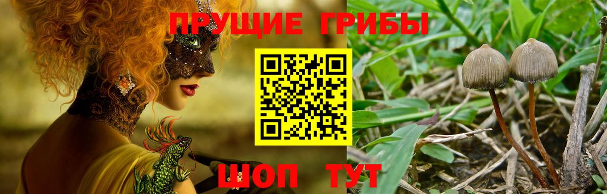 Кулебаки  Галлюциногенные грибы Psilocybe  Галлюциногенные грибы Psilocybine cubensis  Вход с VPN 